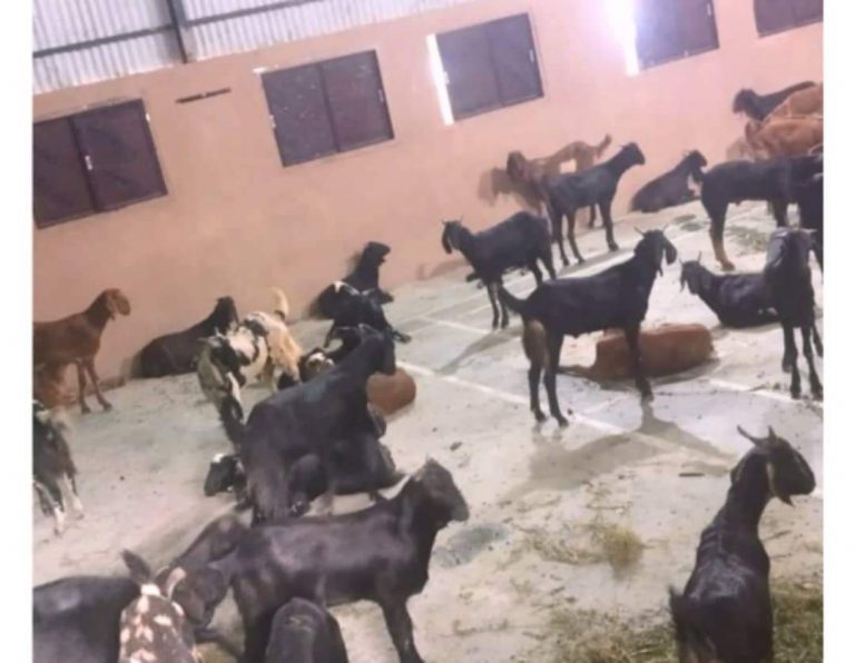 खसीबाख्रा तस्करी गाउंपालिकाकाे संरक्षण