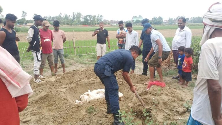 भन्सार छली ल्याइएको कुखुरा नष्ट 